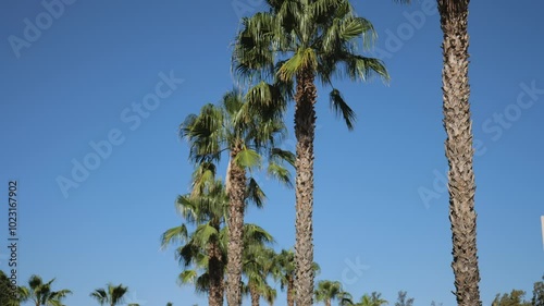 Beautiful View of Large Palm Trees on a Background of Blue Sky. Slow Motions. 4K