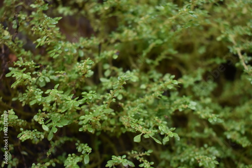 Pilea microphylla. The leaves are small oval, dark green, smooth and fresh. close up gunpowder plant. The foliage of artillery plant (Pilea microphylla) photo