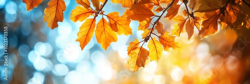 Golden autumn leaves on a tree branch against a bright blue sky, symbolizing the changing season. photo