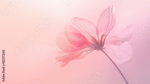 A delicate abstract flower gently fading into a soft gradient background, creating a serene and calming atmosphere perfect for text overlay.