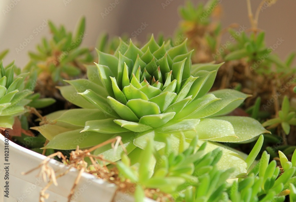 Leaves of different succulents on a blurry background
Leaves of different succulents on a blurry background