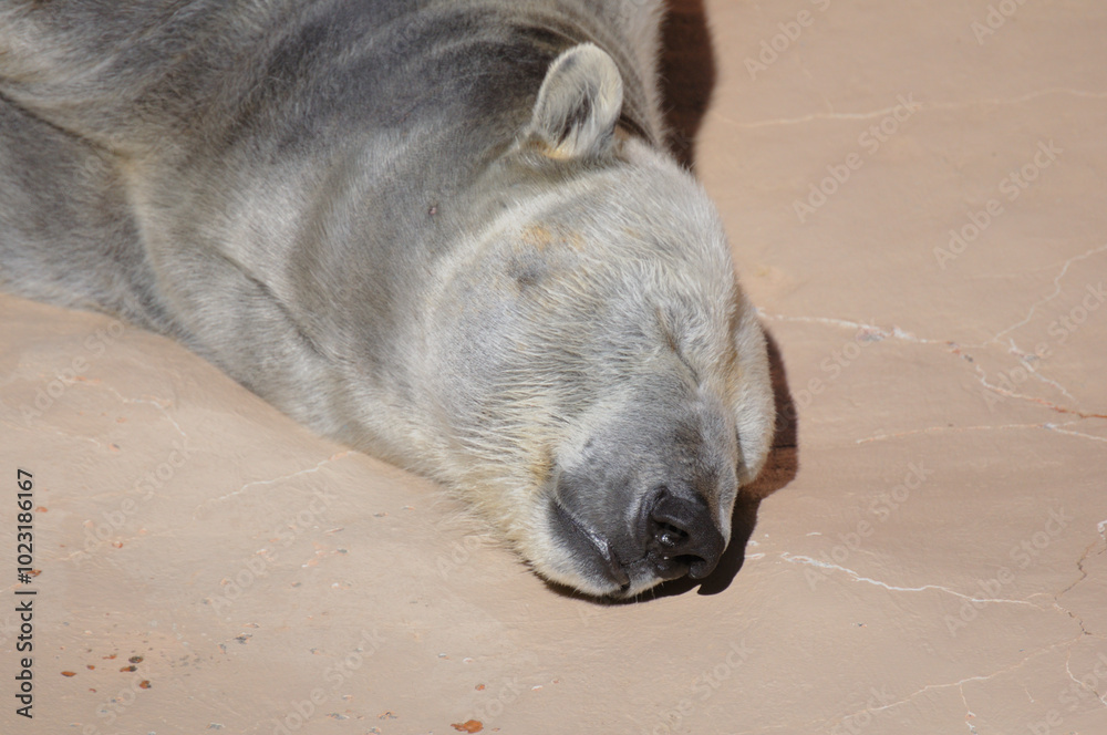 Naklejka premium 昼寝しているシロクマ（ホッキョクグマ）
