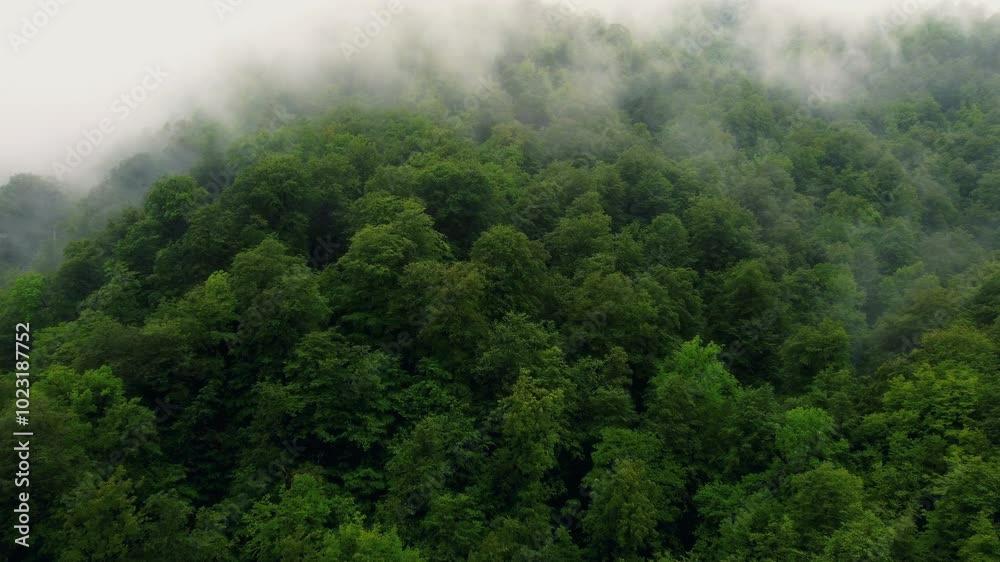 Drone shot of a forest on a foggy day Drone shot of a forest on a foggy day