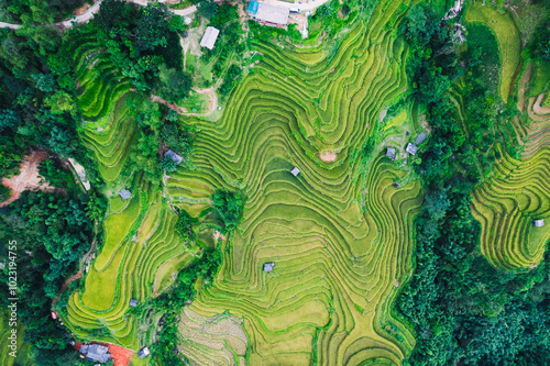 Terraced rice field with barn during harvest season at Hoang su phi, Vietnam