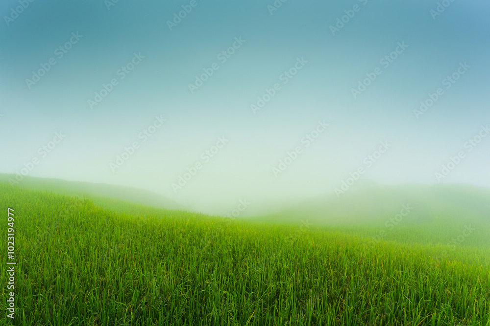 Lush rice field terraces with foggy in the morning Lush rice field terraces with foggy in the morning