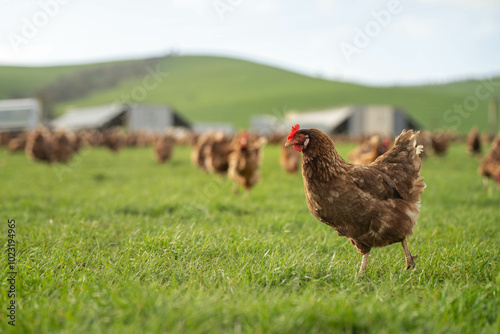 free range chicken farm in australia, pasture raised eggs on a regenerative sustainable agricultural farming on green grass in a field photo