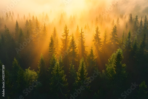 Enchanted Forest Bathed in Golden Light