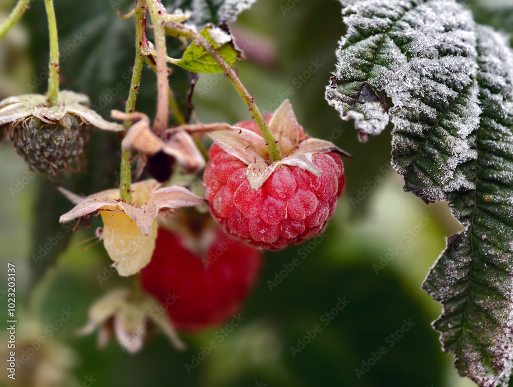 Close-up macro photo of a Everbearing raspberry with berries in morning frost. Close-up macro photo of a Everbearing raspberry with berries in morning frost.