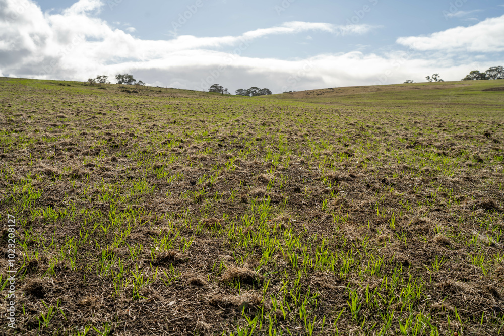 wheat and oat grain food crop growing in a field on a sustainable agricultural farm