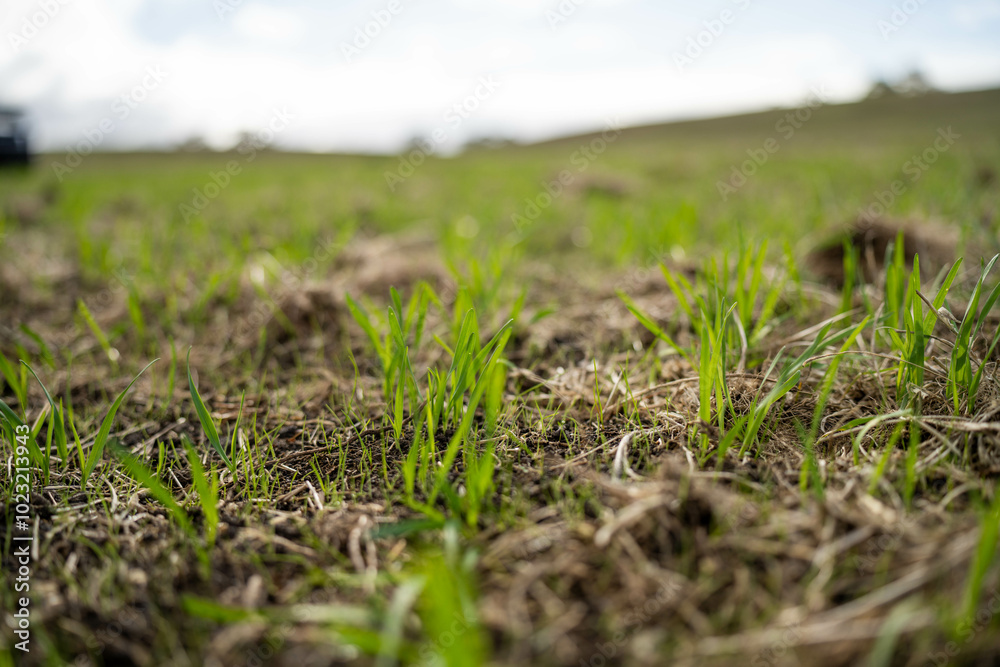 wheat and oat grain food crop growing in a field on a sustainable agricultural farm wheat and oat grain food crop growing in a field on a sustainable agricultural farm
