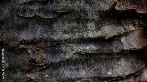 dark gray wood tree bark texture