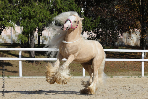 Obraz na płótnie Young beautiful Gypsy Vanner Horse walks in autumn stud farm w salonie