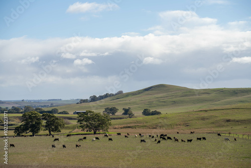 beautiful cattle in Australia eating grass, grazing on pasture. Herd of cows free range beef being regenerative raised on an agricultural farm. Sustainable farming