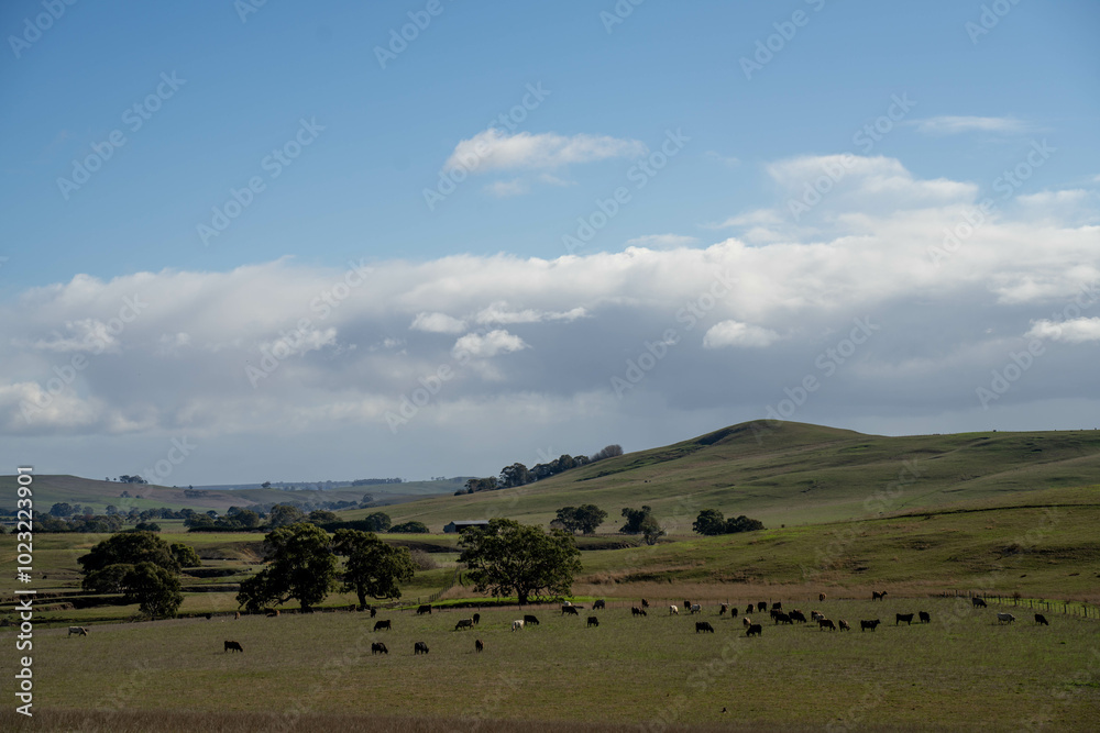 beautiful cattle in Australia eating grass, grazing on pasture. Herd of cows free range beef being regenerative raised on an agricultural farm. Sustainable farming beautiful cattle in Australia eating grass, grazing on pasture. Herd of cows free range beef being regenerative raised on an agricultural farm. Sustainable farming