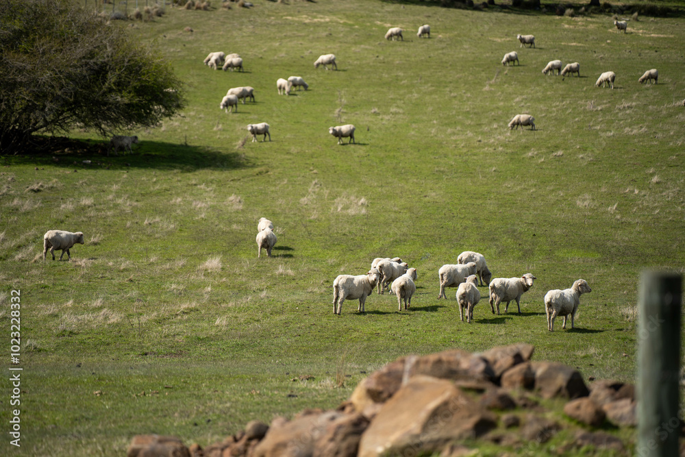 Merino sheep, grazing and eating grass in New zealand and Australia in summer Merino sheep, grazing and eating grass in New zealand and Australia in summer