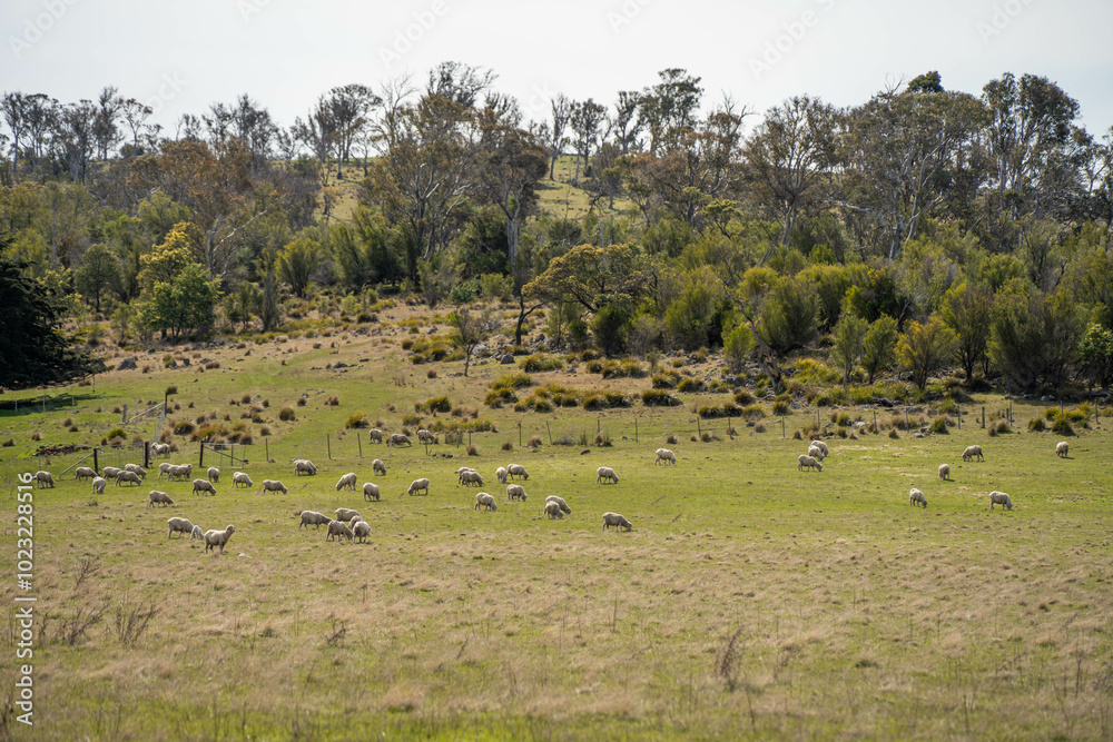 Merino sheep, grazing and eating grass in New zealand and Australia in summer Merino sheep, grazing and eating grass in New zealand and Australia in summer