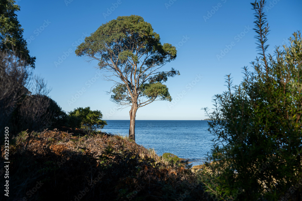 beautiful gum Trees and shrubs in the Australian bush forest. Gumtrees and native plants growing in Australia in spring i beautiful gum Trees and shrubs in the Australian bush forest. Gumtrees and native plants growing in Australia in spring i