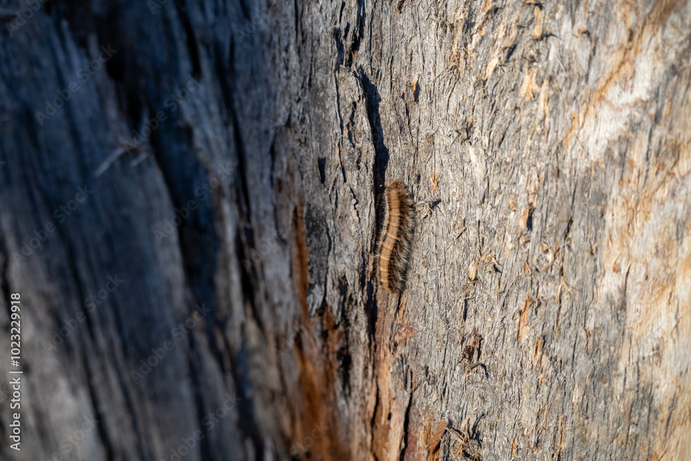 beautiful gum Trees and shrubs in the Australian bush forest. Gumtrees and native plants growing in Australia in spring i beautiful gum Trees and shrubs in the Australian bush forest. Gumtrees and native plants growing in Australia in spring i