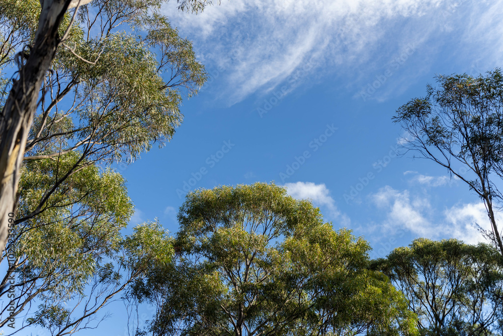 beautiful gum Trees and shrubs in the Australian bush forest. Gumtrees and native plants growing in Australia in spring i beautiful gum Trees and shrubs in the Australian bush forest. Gumtrees and native plants growing in Australia in spring i