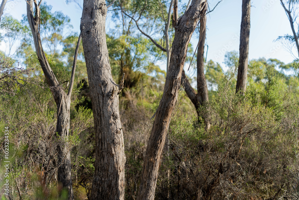 beautiful gum Trees and shrubs in the Australian bush forest. Gumtrees and native plants growing in Australia in spring i beautiful gum Trees and shrubs in the Australian bush forest. Gumtrees and native plants growing in Australia in spring i