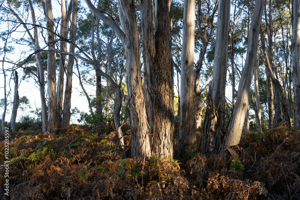 beautiful gum Trees and shrubs in the Australian bush forest. Gumtrees and native plants growing in Australia in spring i beautiful gum Trees and shrubs in the Australian bush forest. Gumtrees and native plants growing in Australia in spring i