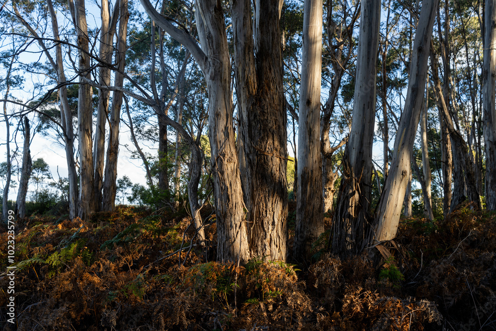 beautiful gum Trees and shrubs in the Australian bush forest. Gumtrees and native plants growing in Australia in spring i beautiful gum Trees and shrubs in the Australian bush forest. Gumtrees and native plants growing in Australia in spring i