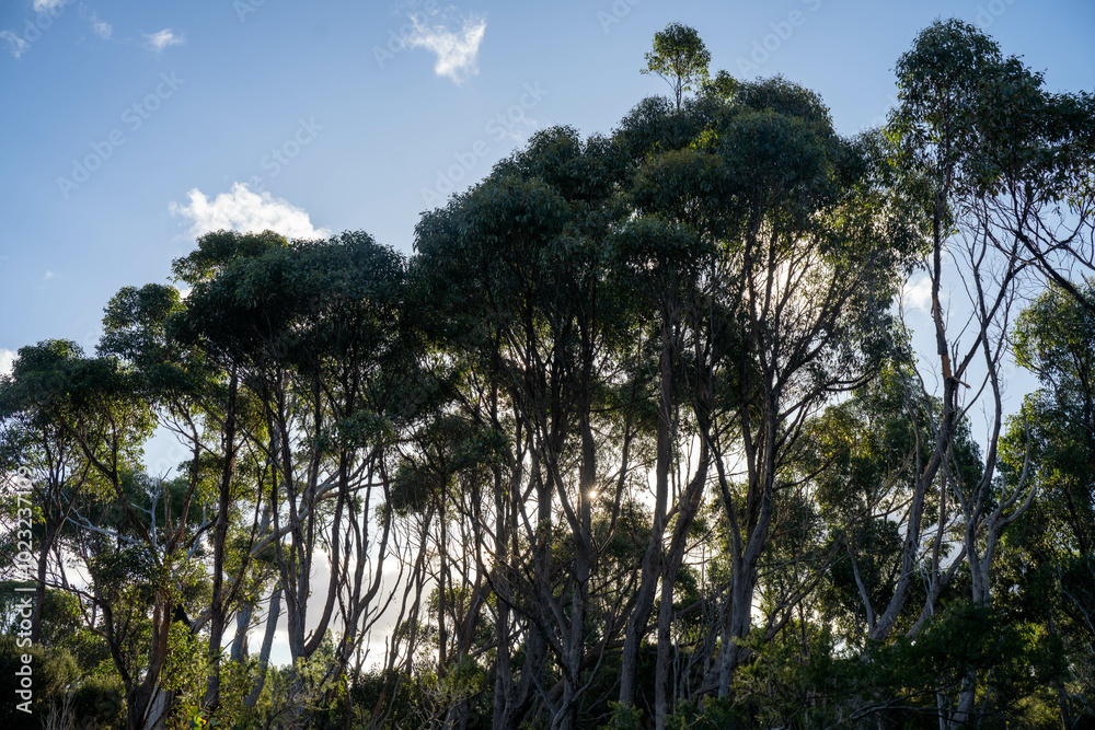 beautiful gum Trees and shrubs in the Australian bush forest. Gumtrees and native plants growing in Australia in spring i beautiful gum Trees and shrubs in the Australian bush forest. Gumtrees and native plants growing in Australia in spring i