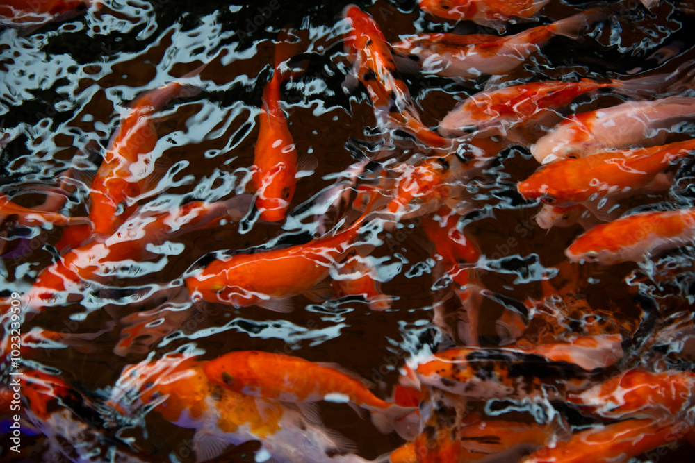 fish swimming in a pond fish swimming in a pond