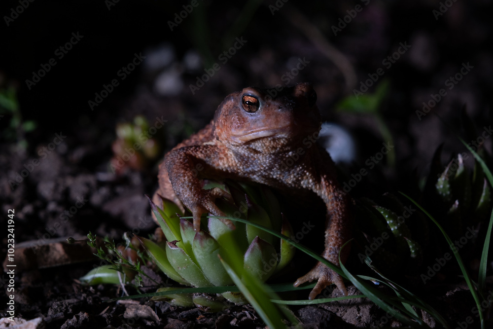 Obraz premium Hidden Frog