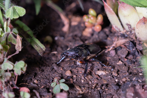 Rare beetle during the night