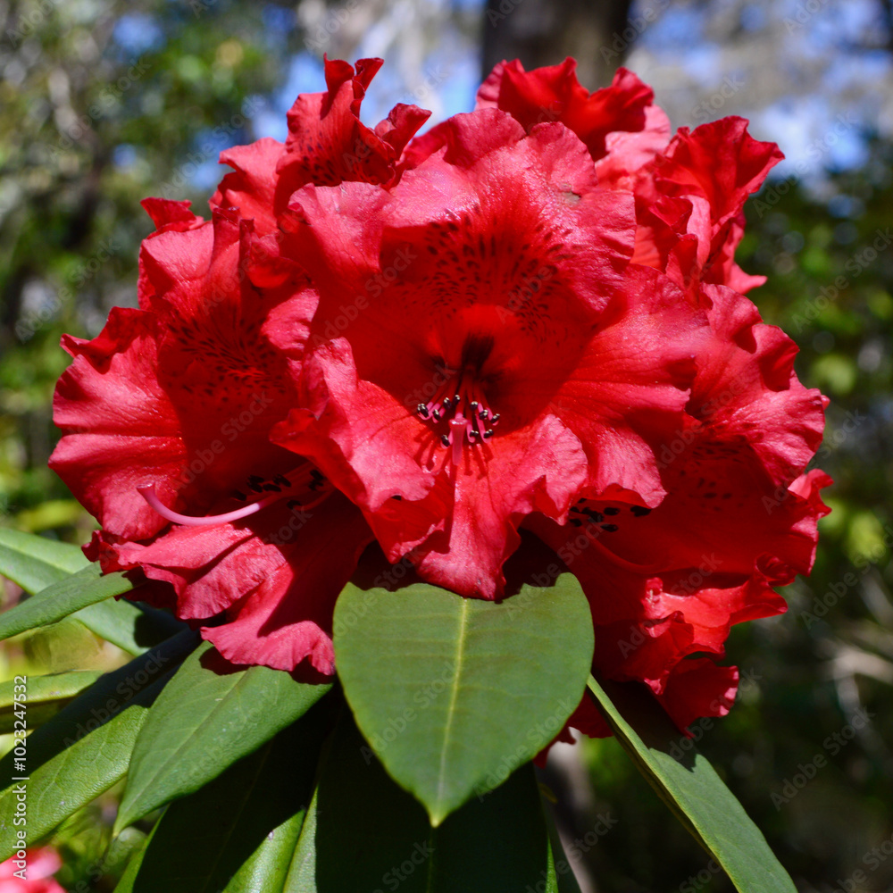 Beautiful red rhododendron blooms in the spring sunshine. Beautiful red rhododendron blooms in the spring sunshine.