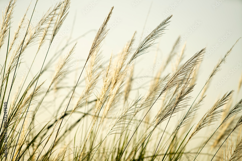 Delicate Grass Blades Against Soft Light Delicate Grass Blades Against Soft Light