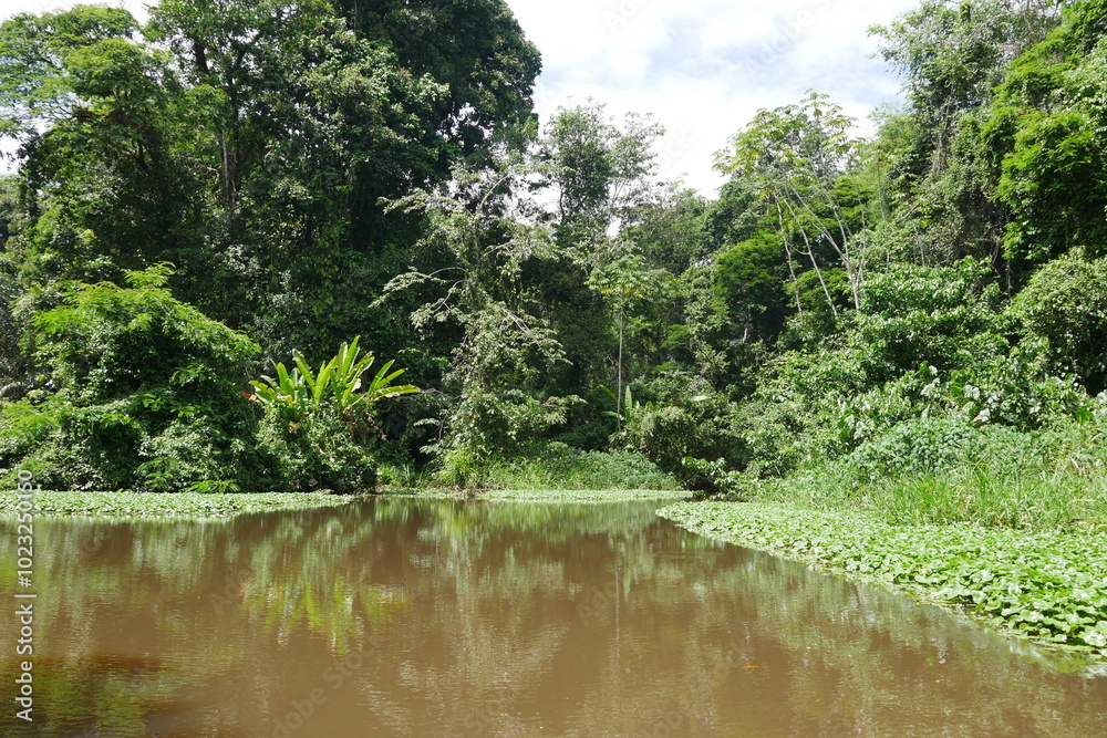 Tropische Wildnis am Fluss im Urwald von Costa Rica bei Toruguero Tropische Wildnis am Fluss im Urwald von Costa Rica bei Toruguero