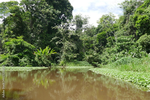 Tropische Wildnis am Fluss im Urwald von Costa Rica bei Toruguero photo