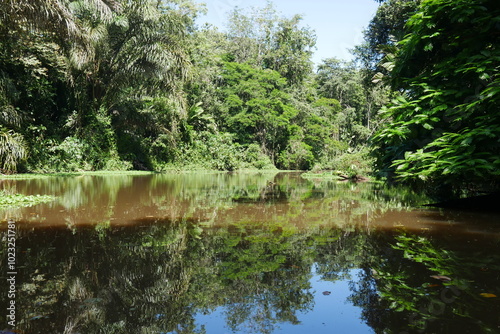 Wasserspiegelung im Urwald von Costa Rica