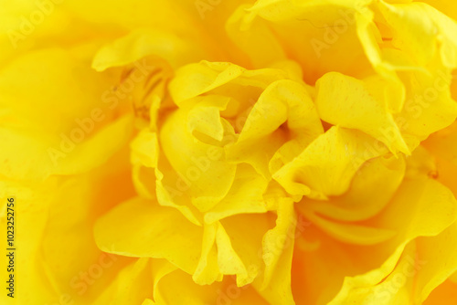 Bright Yellow Flower Close-Up Image