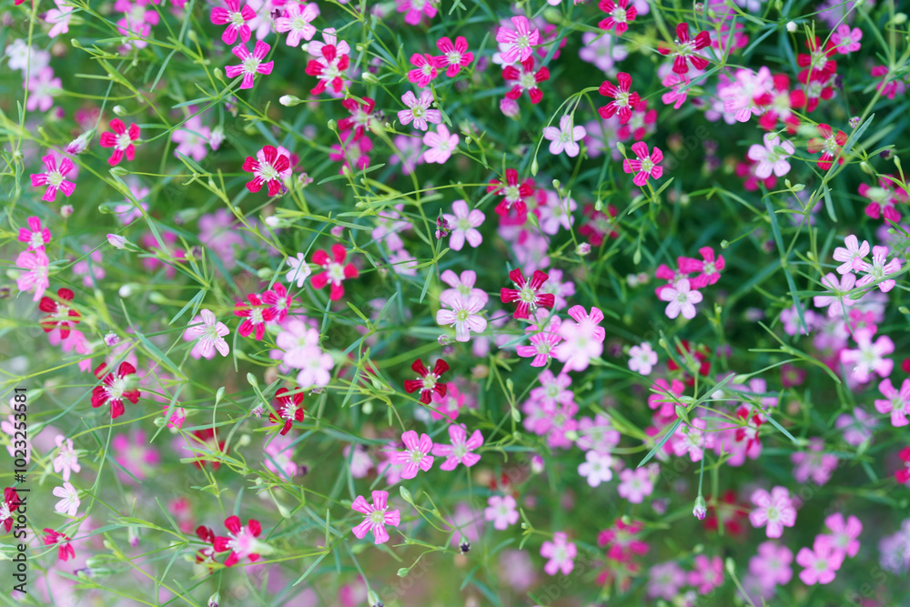 Fototapeta premium Delicate Gypsophila Blossoms in Pink and White Hues