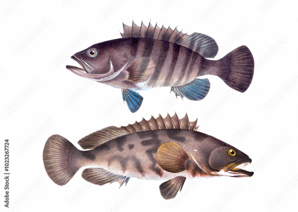 Fish illustration. A vibrant print created using digital watercolor techniques, showcasing the beauty of aquatic life. Fish illustration. A vibrant print created using digital watercolor techniques, showcasing the beauty of aquatic life.