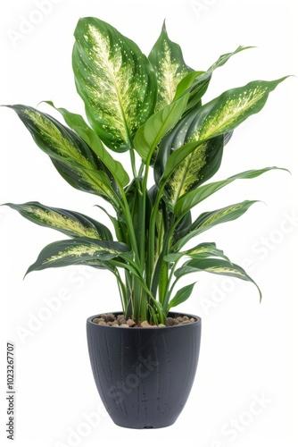 A vibrant houseplant with lush green leaves and yellow speckling thrives in a modern black pot placed indoors