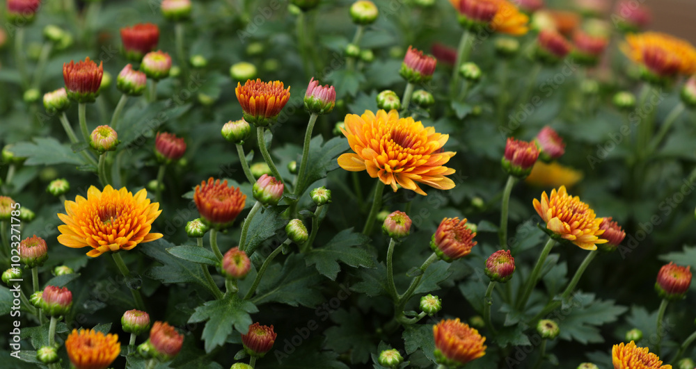 Blooming chrysanthemums in autumn in a garden Blooming chrysanthemums in autumn in a garden
