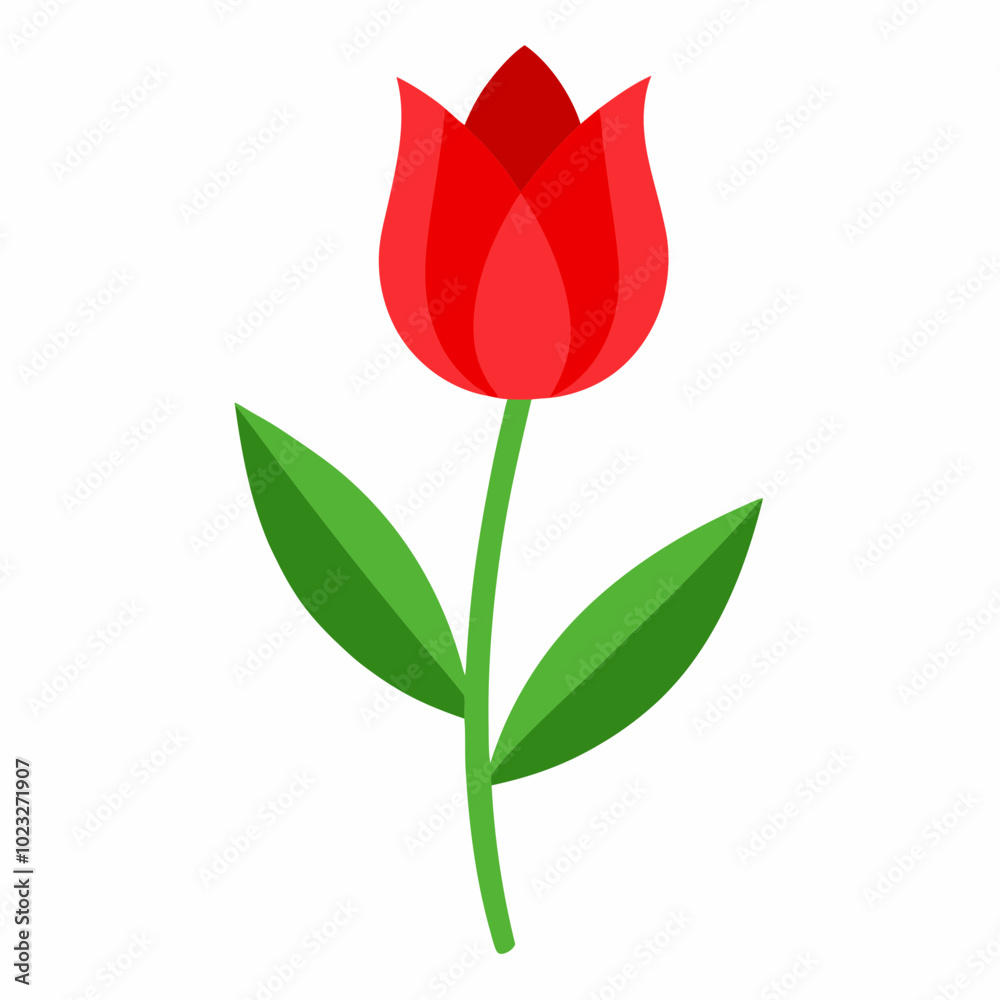 red tulip isolated on white red tulip isolated on white
