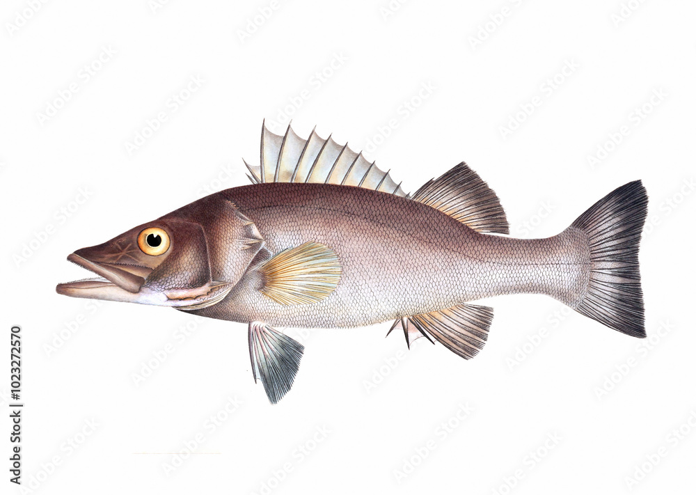 Fish illustration. A vibrant print created using digital watercolor techniques, showcasing the beauty of aquatic life. Fish illustration. A vibrant print created using digital watercolor techniques, showcasing the beauty of aquatic life.