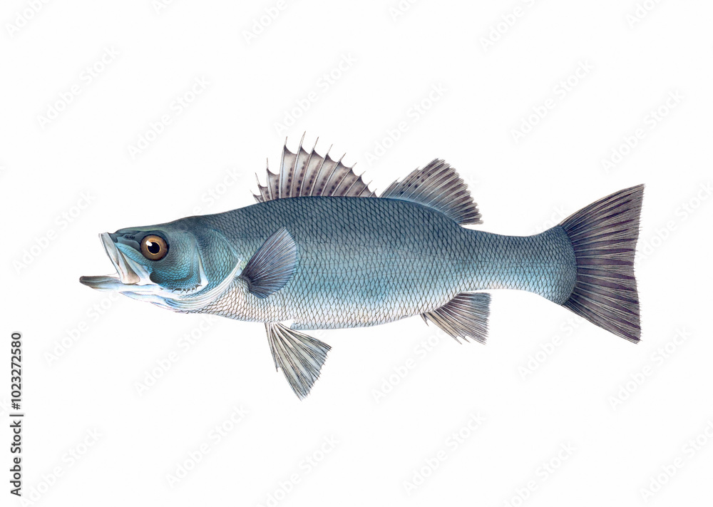 Fish illustration. A vibrant print created using digital watercolor techniques, showcasing the beauty of aquatic life. Fish illustration. A vibrant print created using digital watercolor techniques, showcasing the beauty of aquatic life.