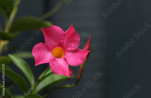 Blooming Dipladenia Mandevilla in autumn in a garden
