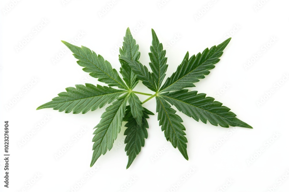 Indica and Sativa Cannabis Leaves - Isolated Over White Background Indica and Sativa Cannabis Leaves - Isolated Over White Background