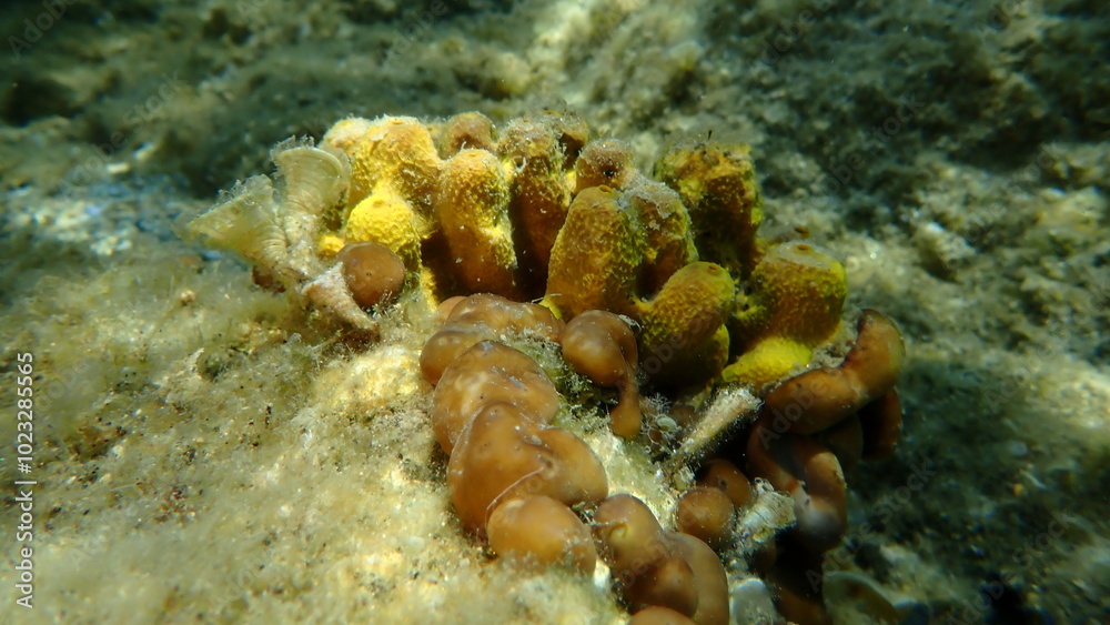 custom made wallpaper toronto digitalYellow tube sponge or Aureate sponge (Aplysina aerophoba), Small brown algae Peacock’s tail (Padina pavonica), Сhicken liver sponge or Caribbean Chicken-liver sponge (Chondrilla nucula) undersea