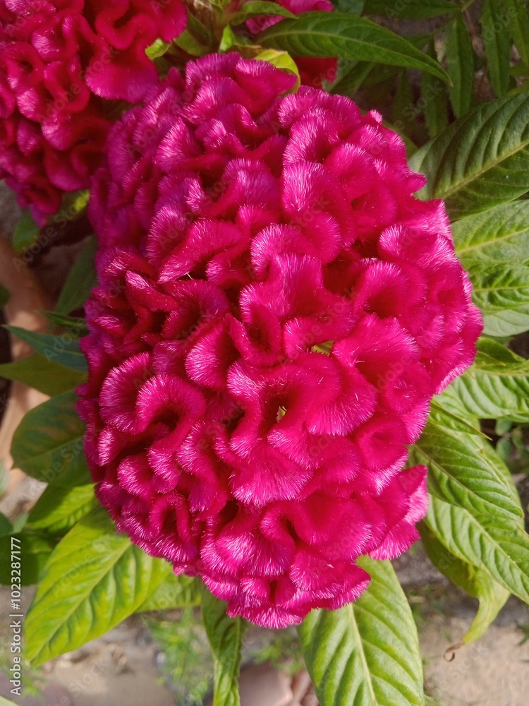 Obraz premium Flower blooming in the garden
