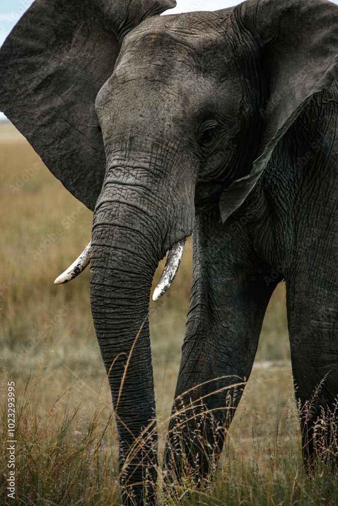 Naklejka premium Close up shot of African elephant in maasai mara field. mountain background. Kenya.