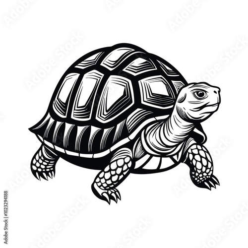 Tortoise