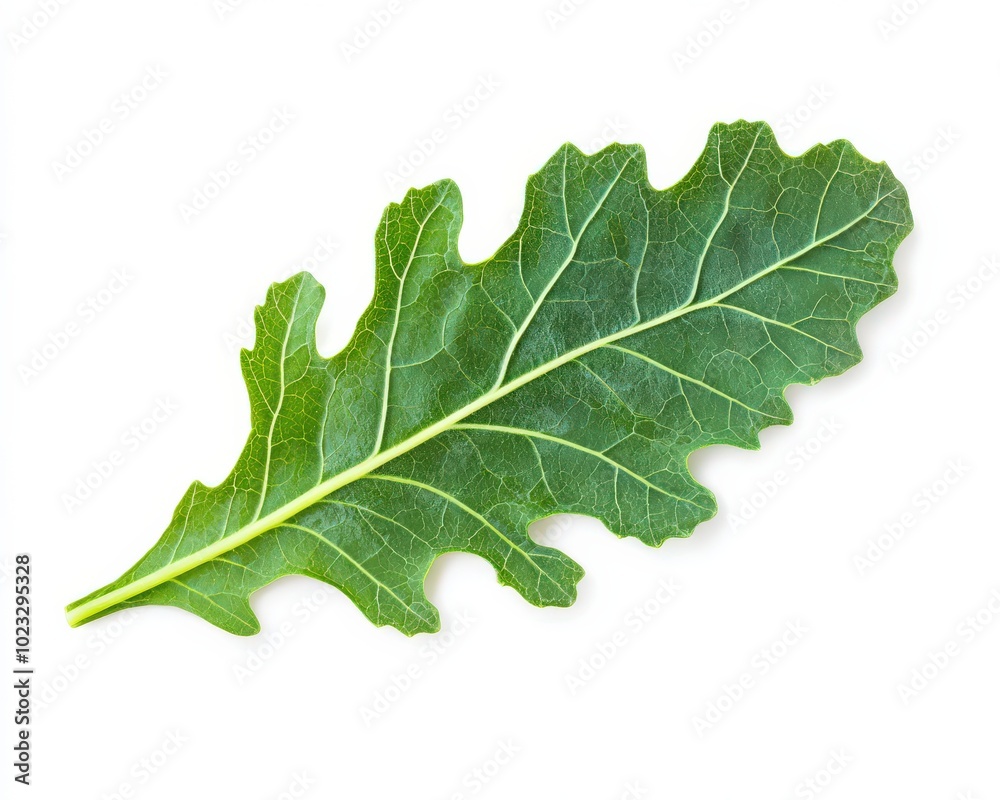 Kale Leaf. Organic Green Leafy Vegetable. Fresh and Healthy Top View on White Background Kale Leaf. Organic Green Leafy Vegetable. Fresh and Healthy Top View on White Background